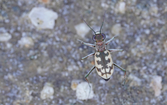 Cephalota circumdata imperialis