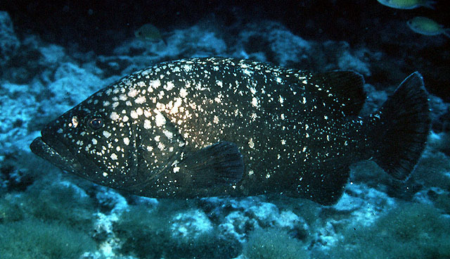 Hawaiian grouper (Hyporthodus quernus) — Serranidae