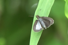 Aeromachus plumbeola