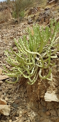 Euphorbia madinahensis