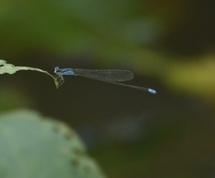 Archibasis oscillans