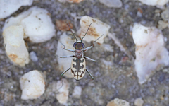 Cephalota circumdata imperialis