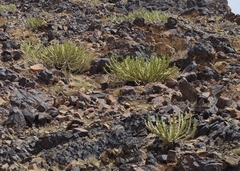 Euphorbia madinahensis