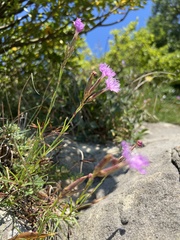 Dianthus hyssopifolius