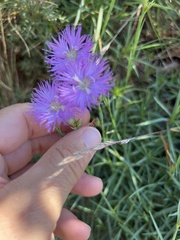Dianthus hyssopifolius