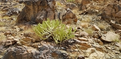Euphorbia madinahensis