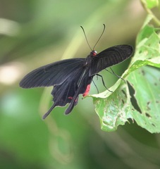 Pachliopta kotzebuea