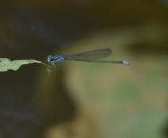 Archibasis oscillans