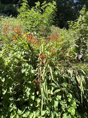 Crocosmia aurea