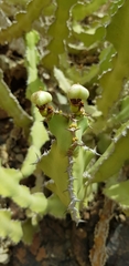 Euphorbia madinahensis
