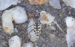 Cephalota circumdata imperialis