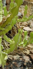 Euphorbia madinahensis
