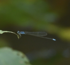 Archibasis oscillans