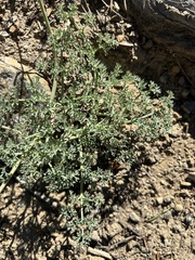 Lomatium cuspidatum