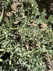 Lomatium cuspidatum