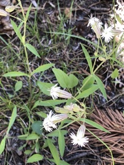 Silene sargentii