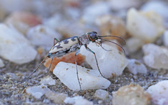 Cephalota circumdata imperialis