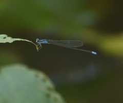 Archibasis oscillans