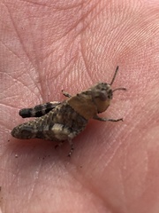 Arphia simplex
