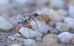 Cephalota circumdata imperialis