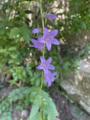 Angiospermae