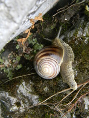 Helix secernenda