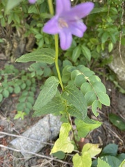 Angiospermae