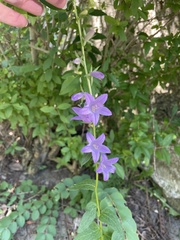 Angiospermae
