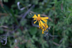 Tephroseris integrifolia
