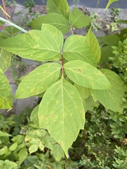 Magnoliopsida