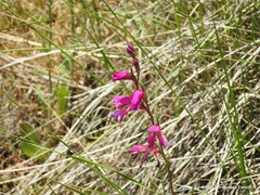 Gladiolus communis