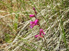 Gladiolus communis