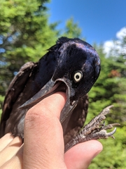 Quiscalus quiscula versicolor