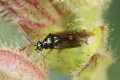 Dicyphus globulifer
