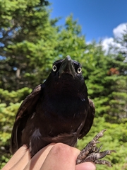 Quiscalus quiscula versicolor