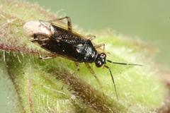 Dicyphus globulifer