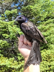 Quiscalus quiscula versicolor