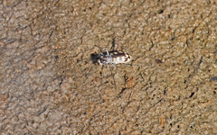 Cephalota circumdata imperialis