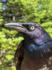 Quiscalus quiscula versicolor