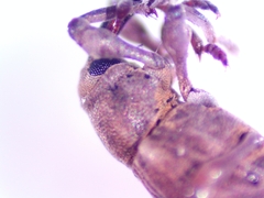 Neochetina eichhorniae