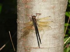 Somatochlora linearis