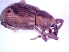 Neochetina eichhorniae