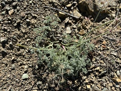 Lomatium cuspidatum