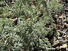 Lomatium cuspidatum
