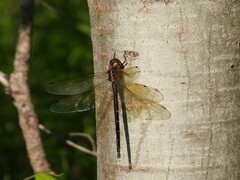 Somatochlora linearis