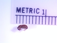 Neochetina eichhorniae