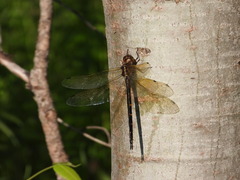 Somatochlora linearis