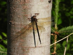 Somatochlora linearis