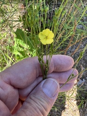 Linum intercursum