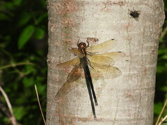 Somatochlora linearis